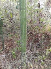 Cephalocereus nudus