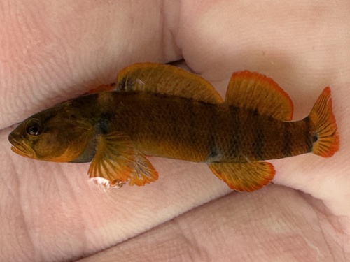 Tippecanoe Darter