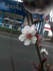 Prunus
