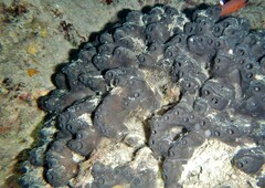 Barrel Sponge