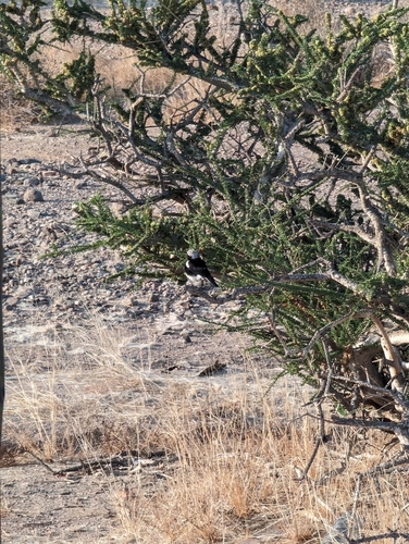 Mountain Chat (Myrmecocichla monticola), photo 8