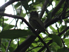 Rhynchocyclus brevirostris