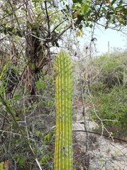 Cephalocereus nudus