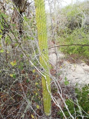 Cephalocereus nudus
