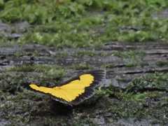 Xanthyris flaveolata