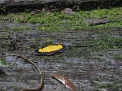 Xanthyris flaveolata