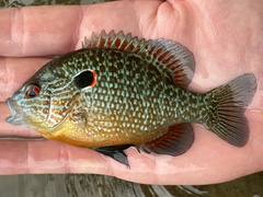 Northern Sunfish photo 5