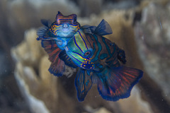 Synchiropus splendidus