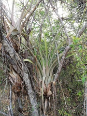Tillandsia huamelulaensis