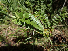 Veronica vernicosa