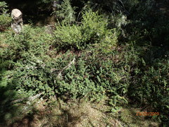 Veronica vernicosa
