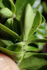 Veronica vernicosa
