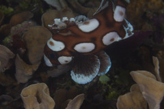 Plectorhinchus chaetodonoides