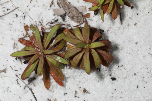 Image of Paronychia americana by (c) Judy Gallagher, some rights reserved (CC BY-SA)