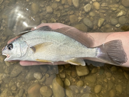Freshwater Drum