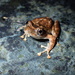 Kajika Frog - Photo (c) lestat5277, some rights reserved (CC BY-NC)