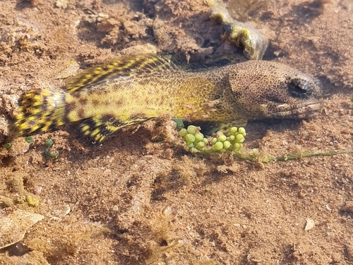 Darwin jawfish (Opistognathus darwiniensis) — Opistognathidae — 2