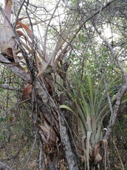 Tillandsia huamelulaensis