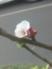 Prunus