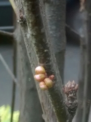 Prunus