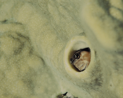 Ecsenius opsifrontalis