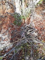 Tillandsia huamelulaensis