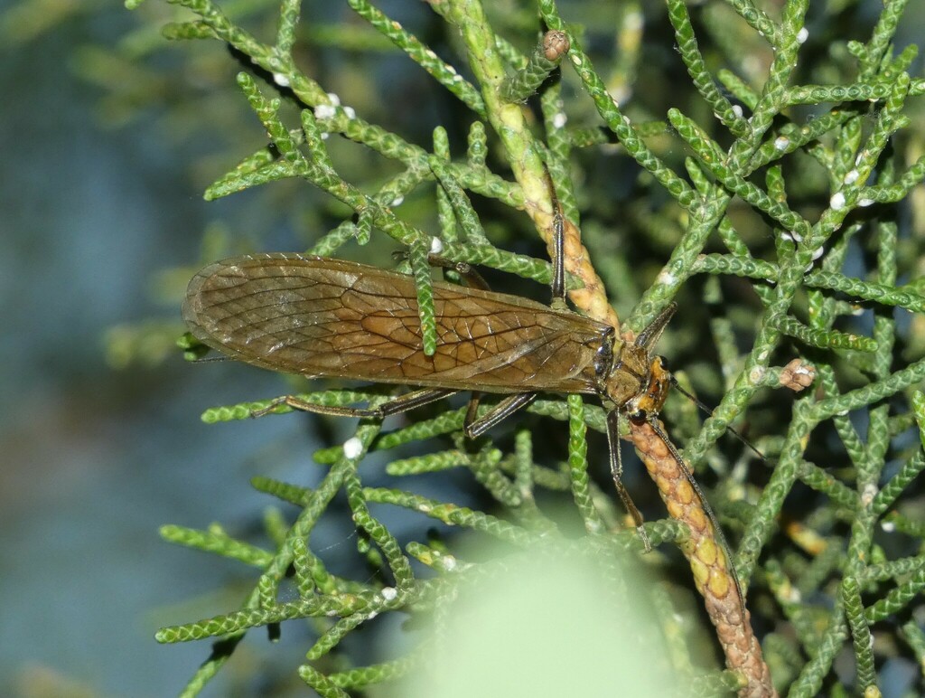 Perla marginata