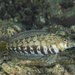 Sharpnose Sandperch - Photo (c) Rafi Amar, some rights reserved (CC BY-NC), uploaded by Rafi Amar