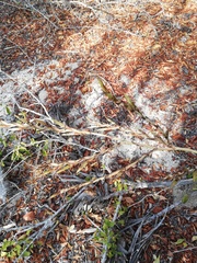 Tillandsia huamelulaensis