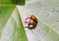 Botanochara decempustulata