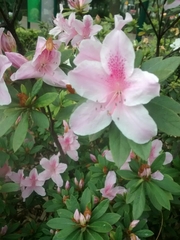 Rhododendron