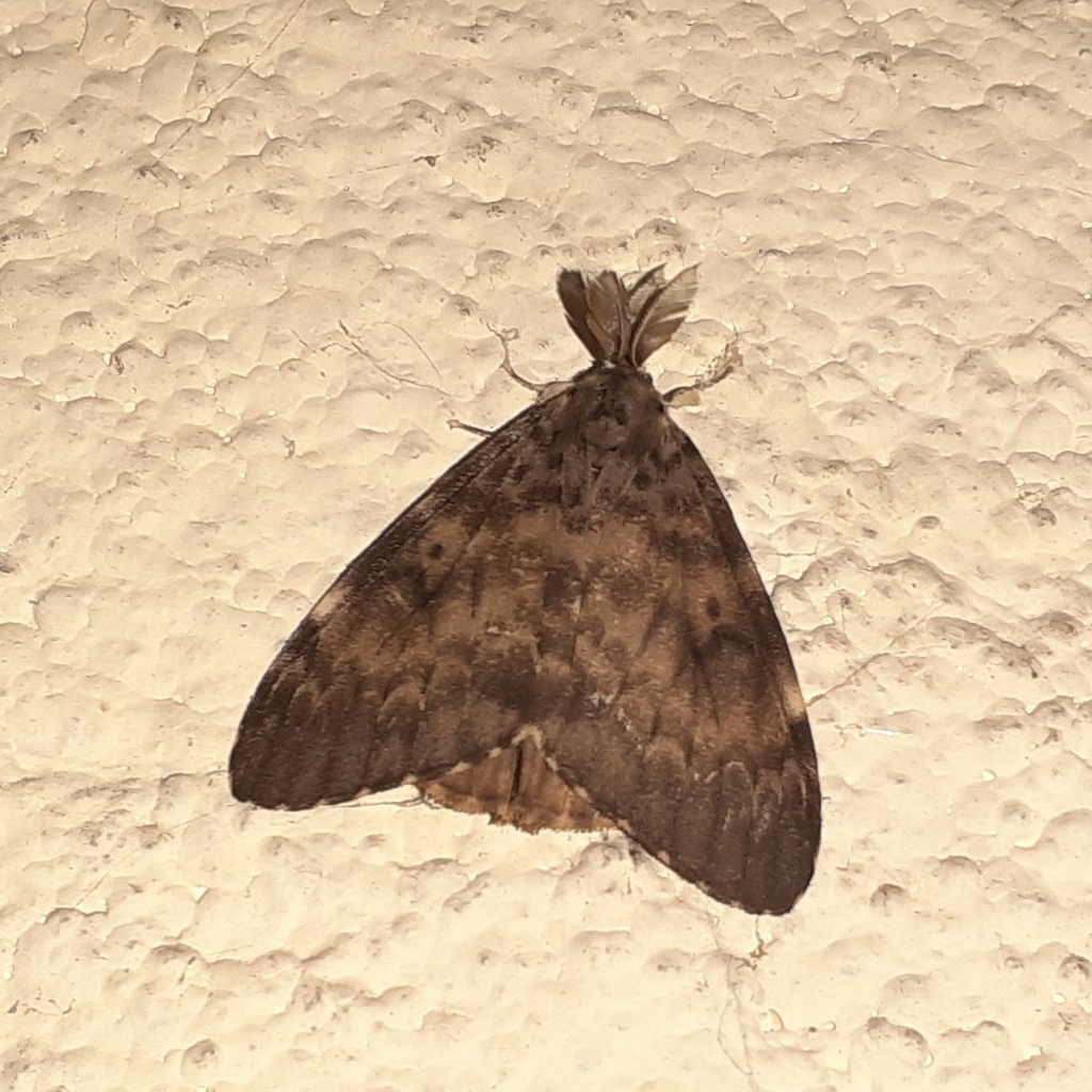 Lymantria from Mumbai Veterinary College, Goregaon on September 15, 2023 at 0737 AM by Soham