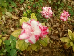 Rhododendron