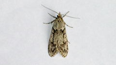 Diurnea fagella