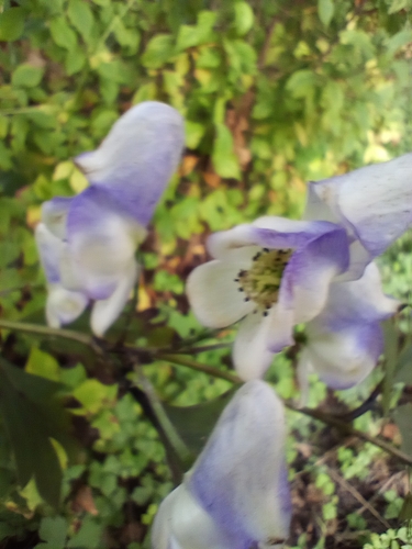 Aconitum jaluense, photograph 3