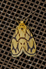 Miltochrista conjunctana