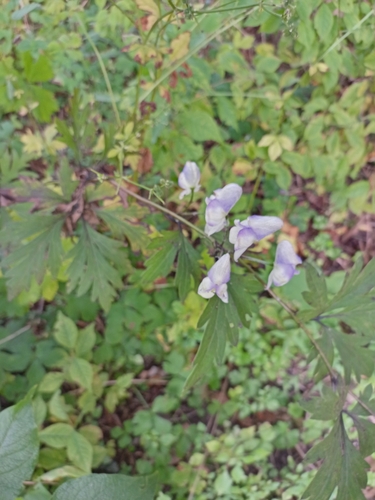 Aconitum jaluense, photograph 4