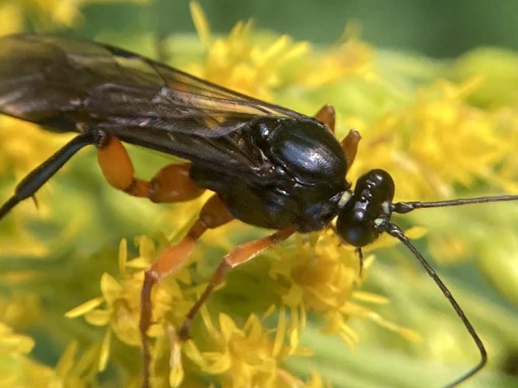 Pimpla pedalis