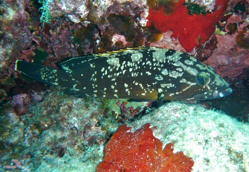 Dusky Grouper