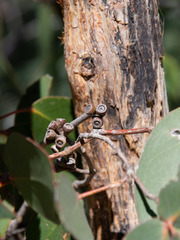 Eucalyptus goniocalyx