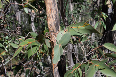 Eucalyptus goniocalyx