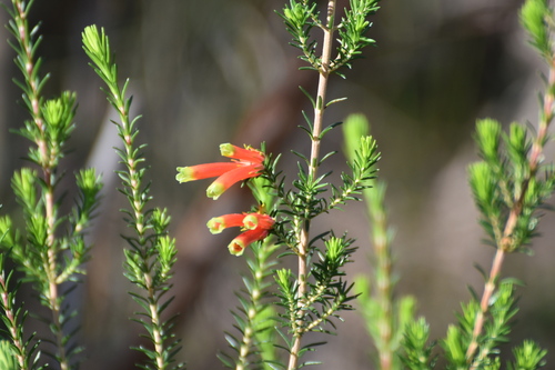 Image of Erica unicolor by (c) eustreptospondylus, some rights reserved (CC BY)