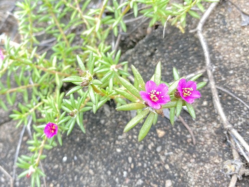 shaggy portulaca