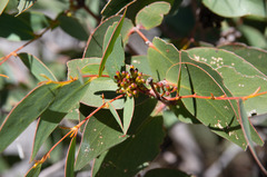 Eucalyptus goniocalyx