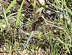 Erythrodiplax atroterminata