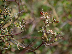 Chenopodium parabolicum