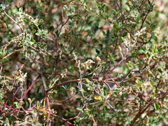 Chenopodium parabolicum