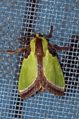 Melinaria repanda