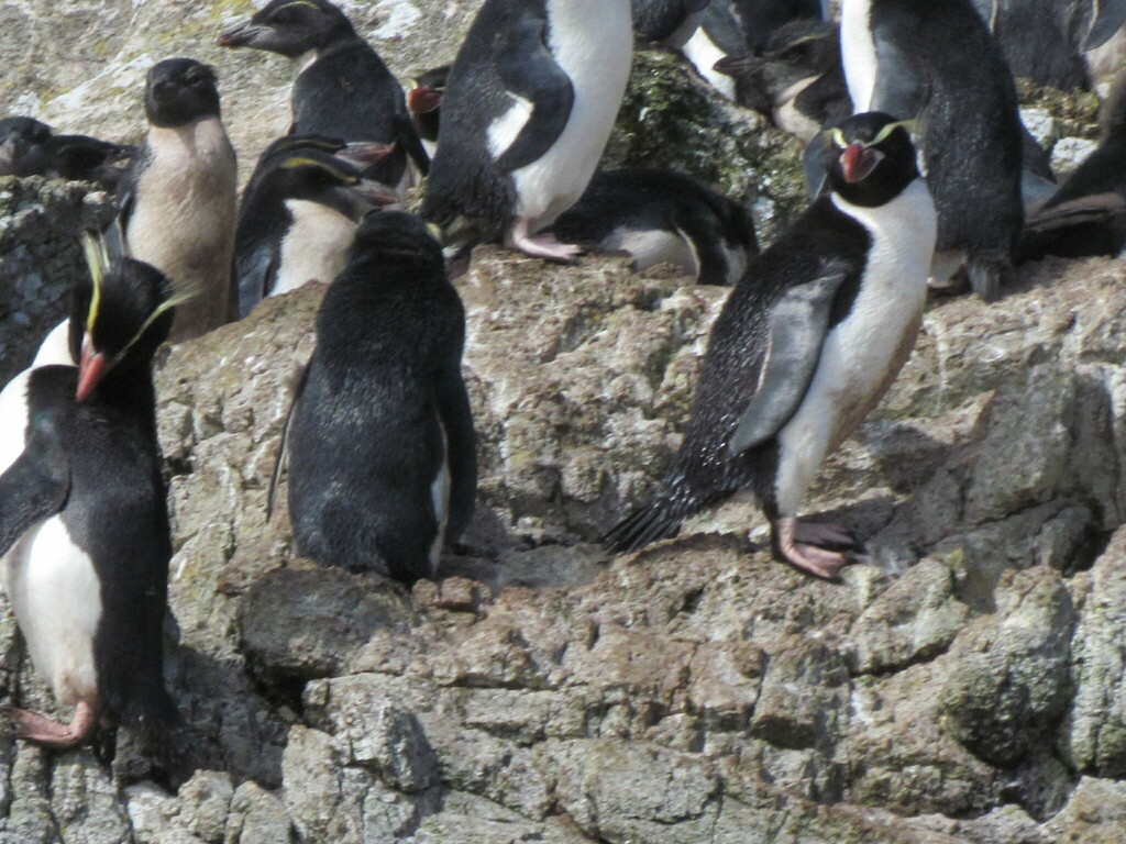 Snares Penguin in January 2012 by ian dench. snare islands · iNaturalist