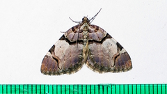 Anticlea derivata